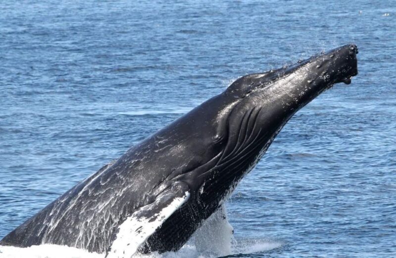 Boa Vista: Whale Watching Trip with Motoryacht - The Experience in Detail