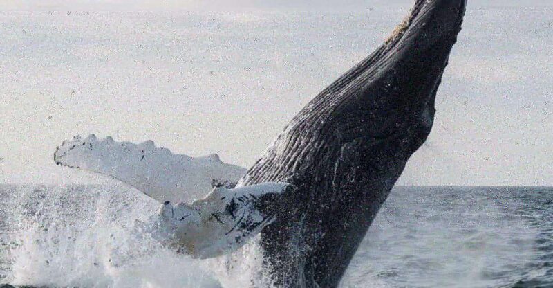 Boa Vista: Whale Watching Trip with Motoryacht - Who Will Love This Tour?