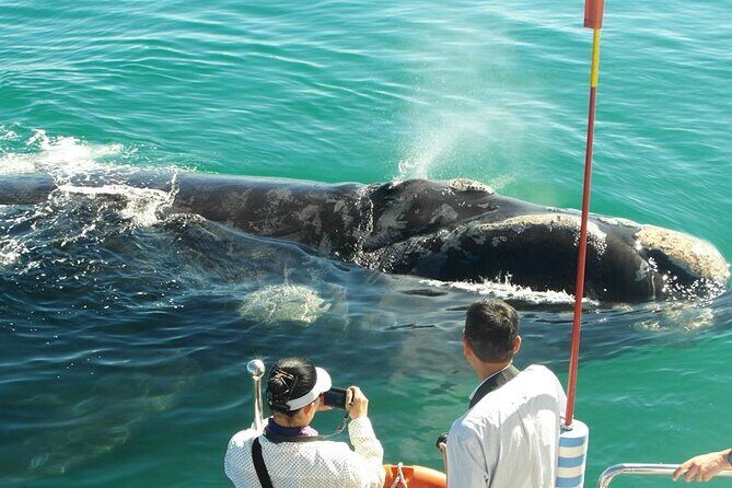 Boat Based Whale Watching from Hermanus - Key Points