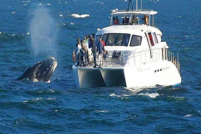 Boat Based Whale Watching from Hermanus - An In-Depth Look at the Whale Watching Experience