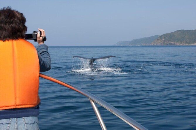Boat Based Whale Watching from Hermanus - Practical Details & Tips