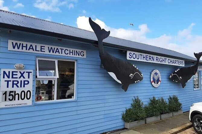 Boat Based Whale Watching from Hermanus - Final Thoughts