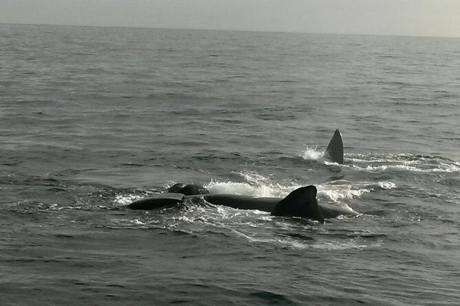 Boat Based Whale Watching from Hermanus - Pricing and Overall Value
