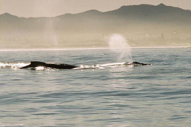 Boat Based Whale Watching from Hermanus - Practical Details