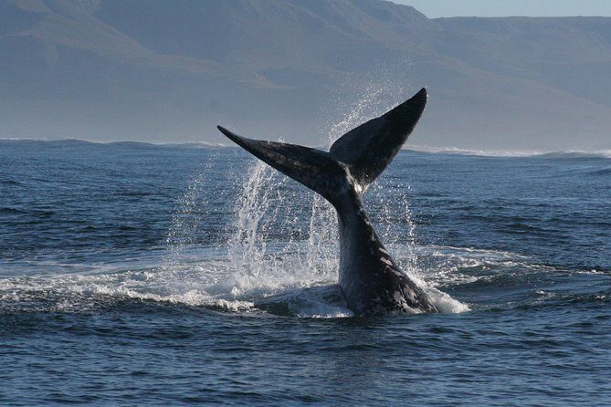 Boat Based Whale Watching from Hermanus - Who Should Book This Tour?