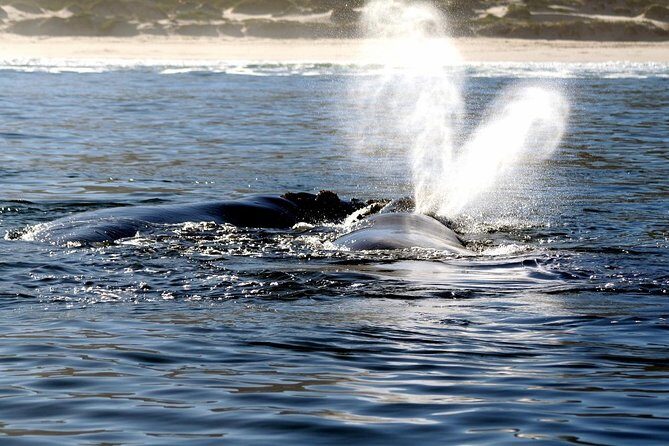 Boat Based Whale Watching from Hermanus - Frequently Asked Questions