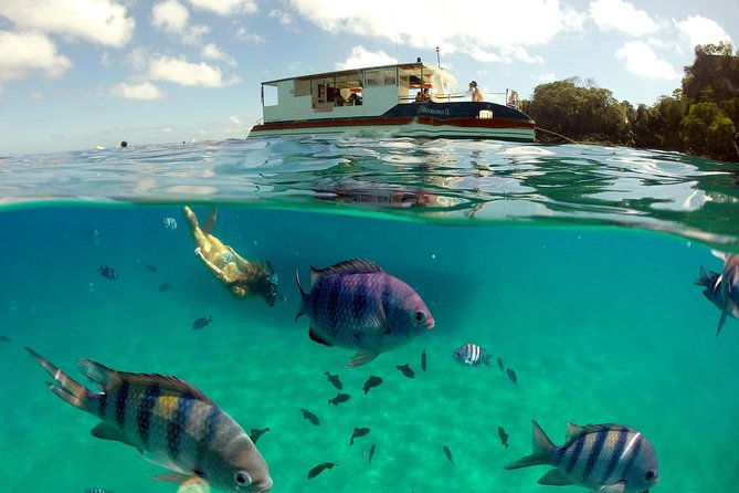 boat-cruise-and-sancho-bay-swim-from-fernando-de-noronha