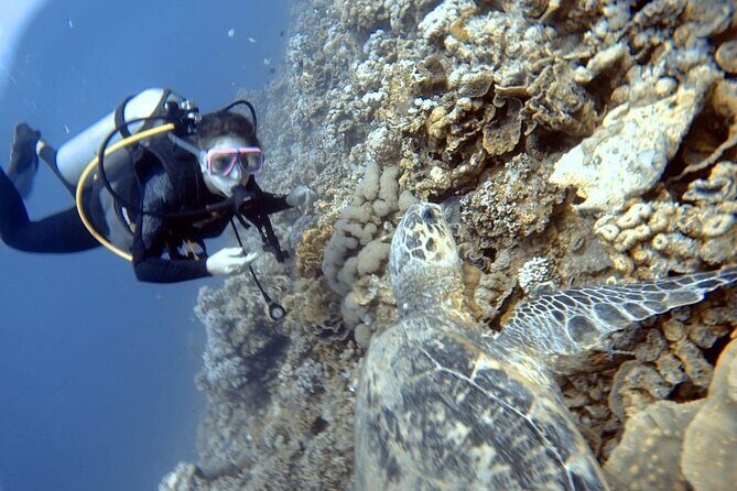 Boat Dive 2 Guided Dives with Lunch Included wreck dive&reef dive - FAQ
