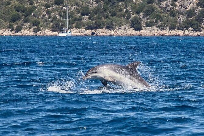 boat-dolphins-safari-and-snorkeling