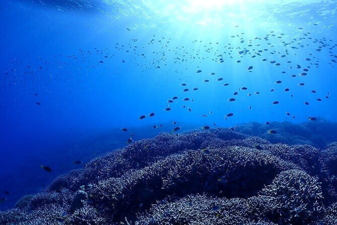 Boat Fundive 2Dives Minna, Sesoko , Motobu Okinawa - Final Thoughts: Who Will Love This Tour?