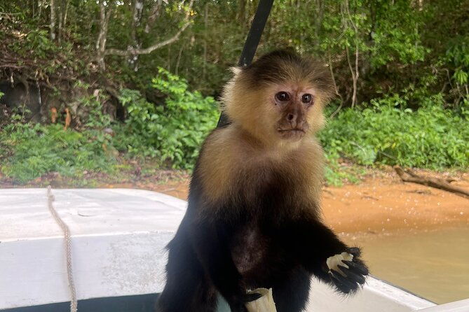 boat-tour-and-wildlife-on-the-gatun-lake