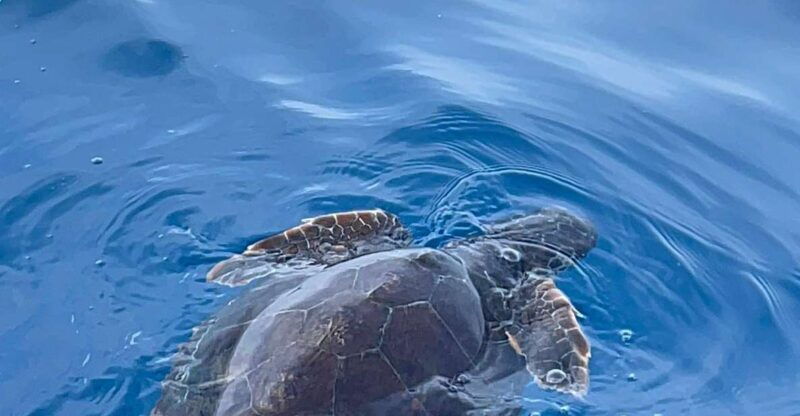 boat-tour-exploring-and-searching-for-dolphins-in-acitrezza