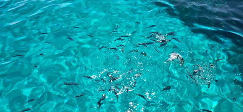 Boat tour of Asinara at sunset with aperitif on board - Why This Tour Stands Out