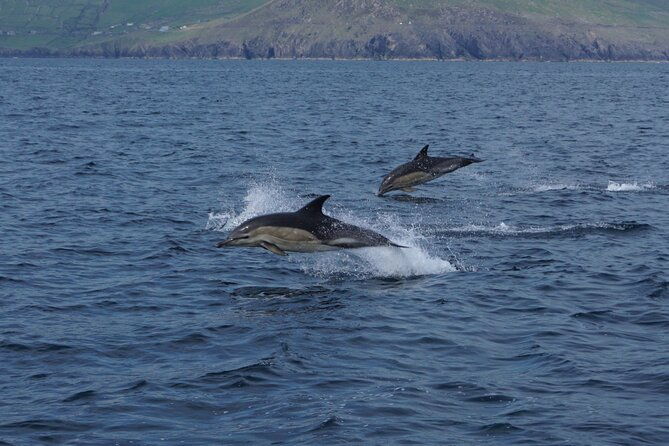 boat-tour-of-dingle-peninsula