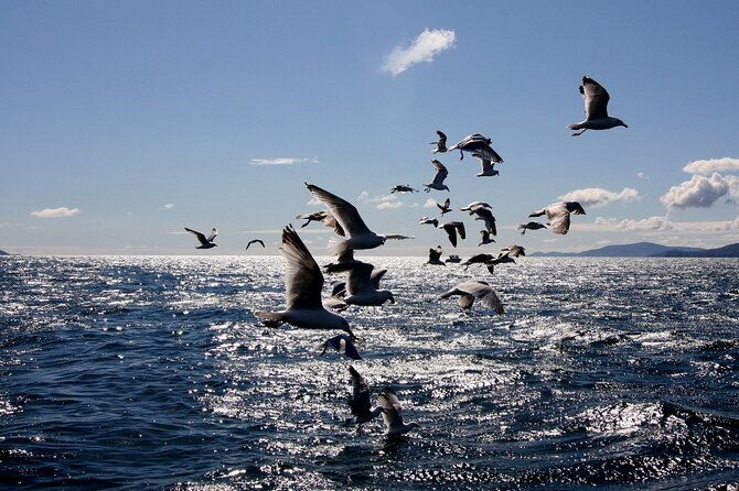 boat-tour-of-dingle-peninsula