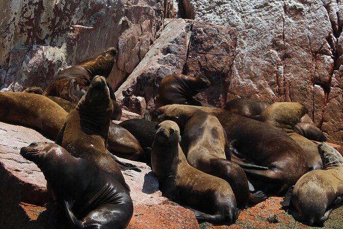 boat-tour-of-the-ballestas-islands-in-paracas
