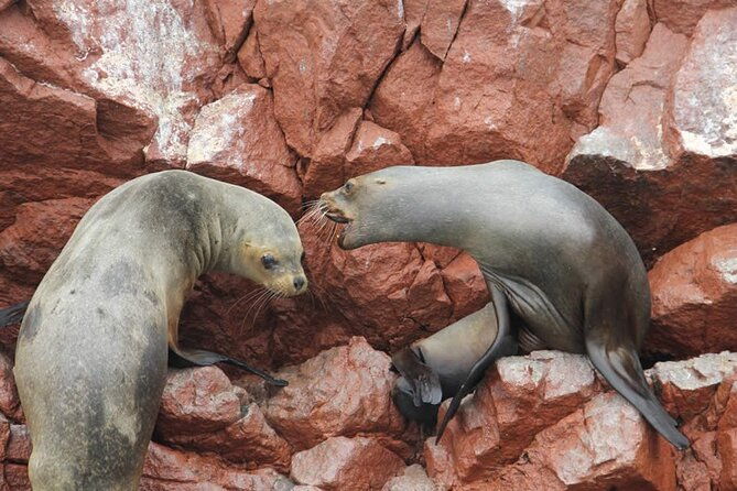 boat-tour-of-the-ballestas-islands-in-paracas