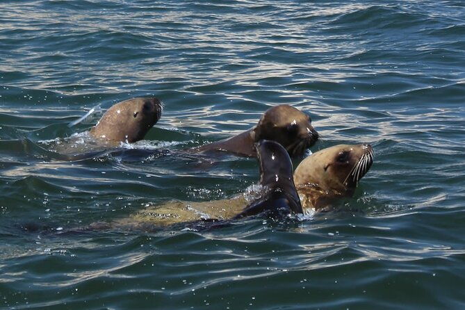 boat-tour-of-the-ballestas-islands-in-paracas