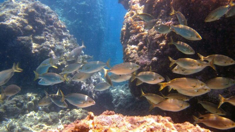 boat-tour-taormina-sea-experience