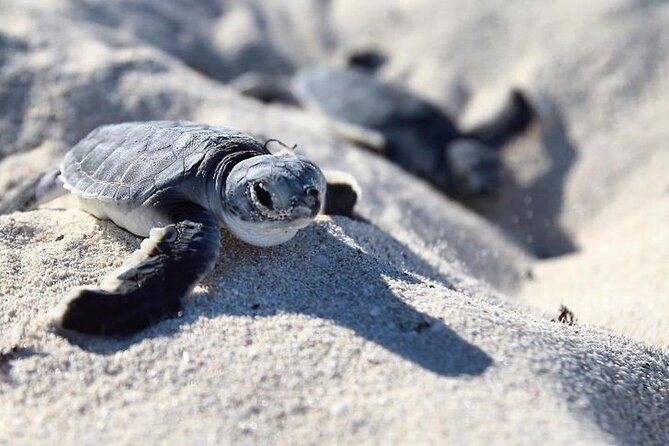 boat-tour-to-toro-palmilla-beach-and-turtle-sanctuary