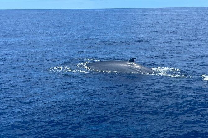 boat-trip-along-the-northwest-coast-of-la-palma