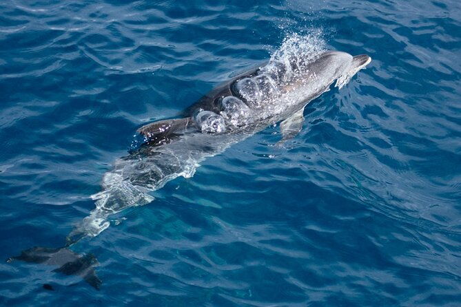 boat-trip-along-the-northwest-coast-of-la-palma