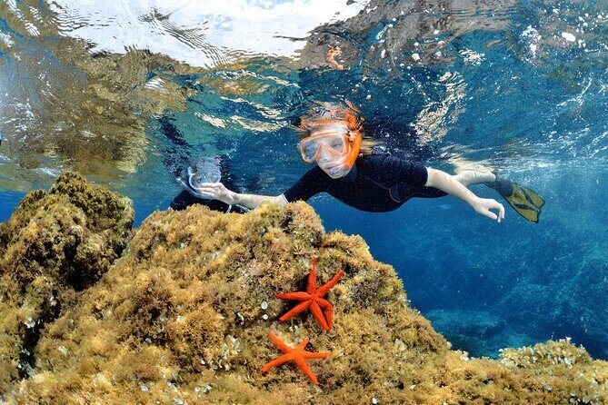 Boat Trip and Snorkeling in the Gulf of Calvi - What to Expect from the Boat Trip and Snorkeling Experience