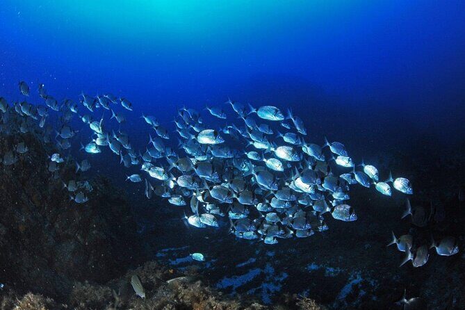 Boat Trip and Snorkeling in the Gulf of Calvi - Why This Tour Offers Great Value