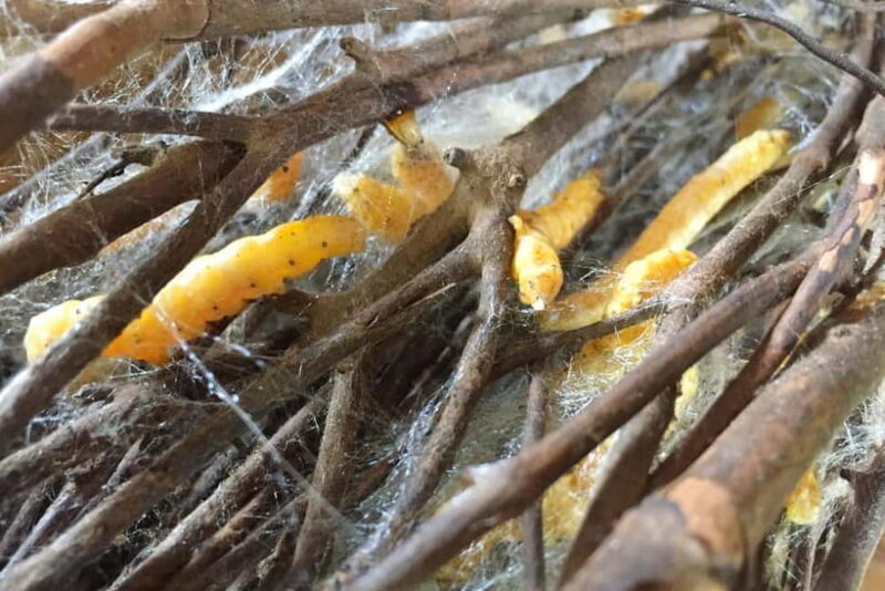 Boat trip to silk island with English speaking guide - FAQs