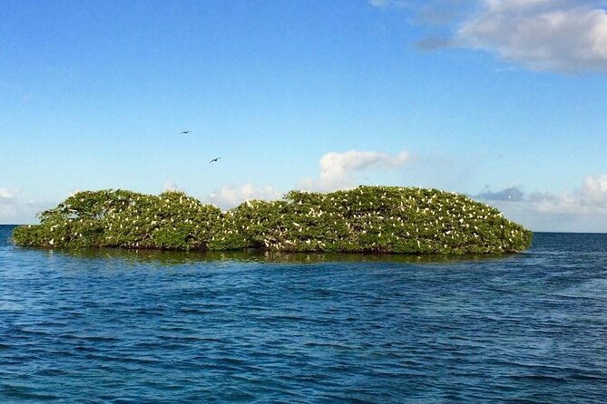 boat-trip-visit-mangroves-islets-and-lagoon