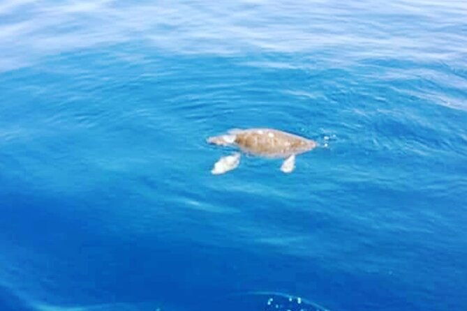 boat-trips-with-zorro