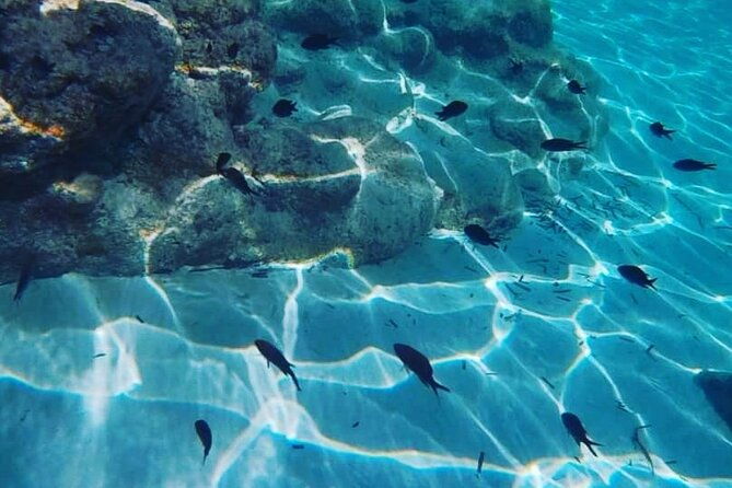 boat-trips-with-zorro