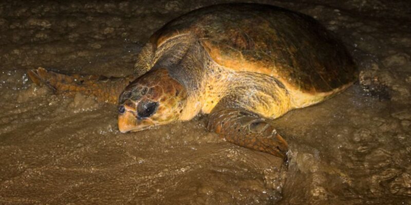 Boavista by Moonlight: The Sea Turtle Experience - Key Points