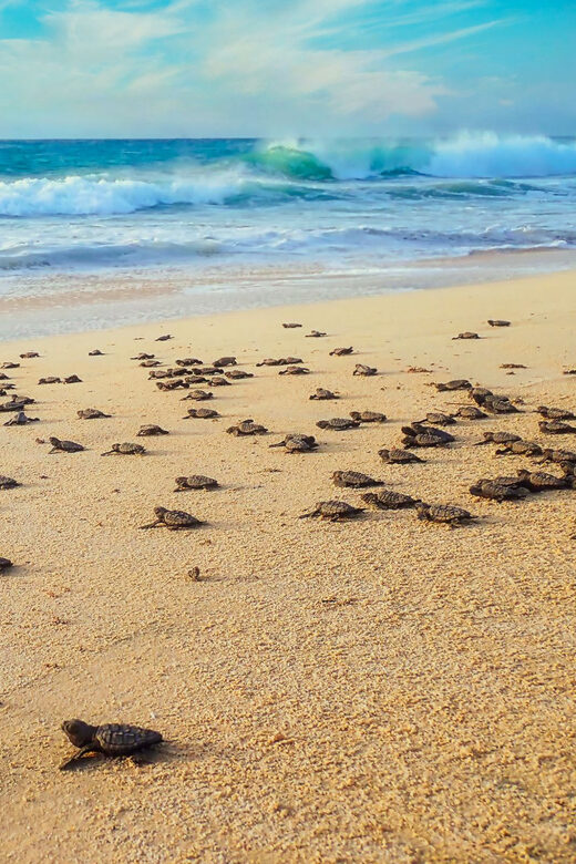 Boavista by Moonlight: The Sea Turtle Experience - The Magic of Watching Sea Turtles Nest