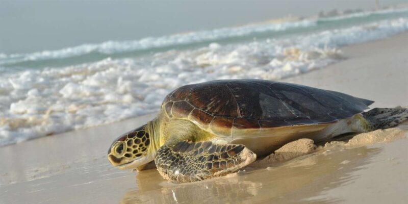 Boavista by Moonlight: The Sea Turtle Experience - What You Can Expect from the Tour