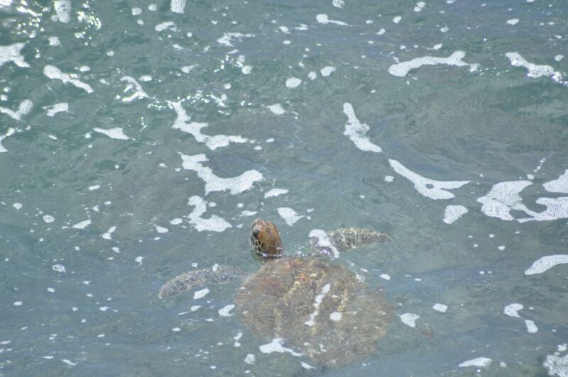 Boavista: Turtle, Shark, Santa Monica, Sandboard & Tasting - An In-Depth Look at the Tour Experience