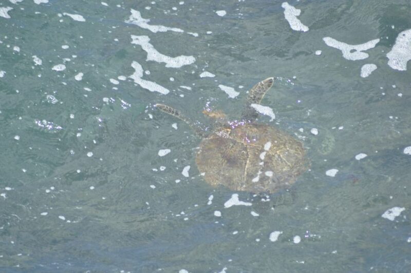 Boavista: Turtle, Shark, Santa Monica, Sandboard & Tasting - FAQs