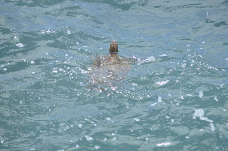 Boavista: Turtle, Shark, Santa Monica, Sandboard & Tasting - The Bottom Line