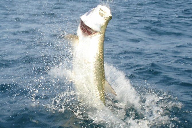 Boca Grande Inshore Fishing Charter - An In-Depth Look at Boca Grande Inshore Fishing Charter