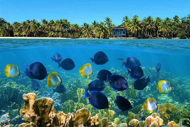 bocas-del-toro-island-hopping-day-tour-in-zapatilla-beach