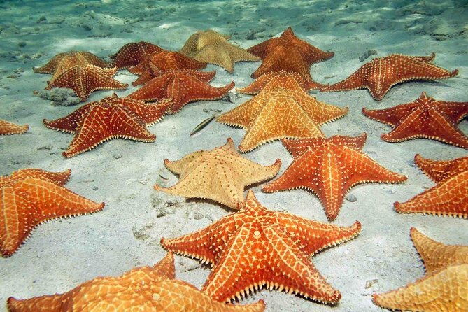 bocas-del-toro-island-hopping-day-tour-in-zapatilla-beach