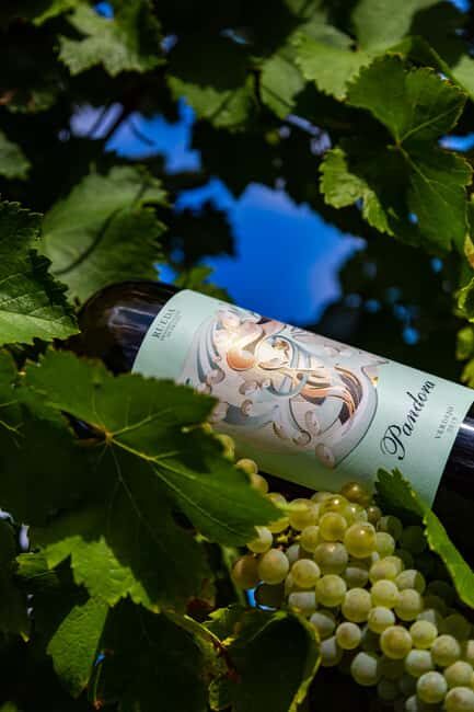 BODEGAS PANDORA: tour through the vineyards and winery with wine tasting. - Key Points