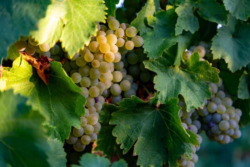 BODEGAS PANDORA: tour through the vineyards and winery with wine tasting. - In-Depth Look at the Bodegas Pandora Tour