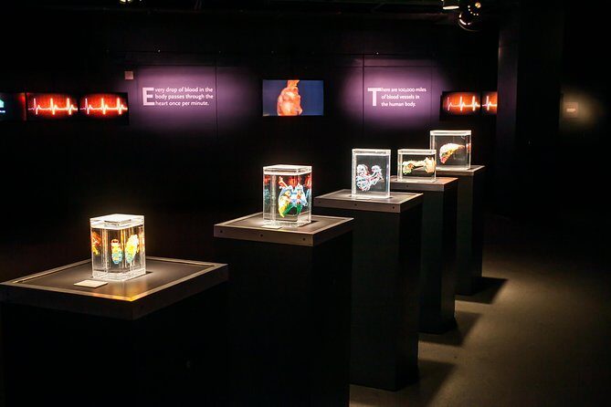 Bodies The Exhibition at the Luxor Hotel and Casino - The Value of the Experience
