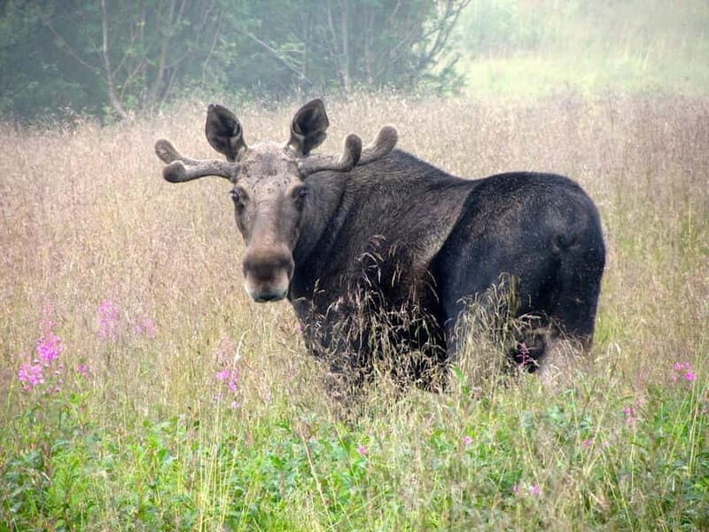 Bodø: Moose Safari Tour - Key Points  