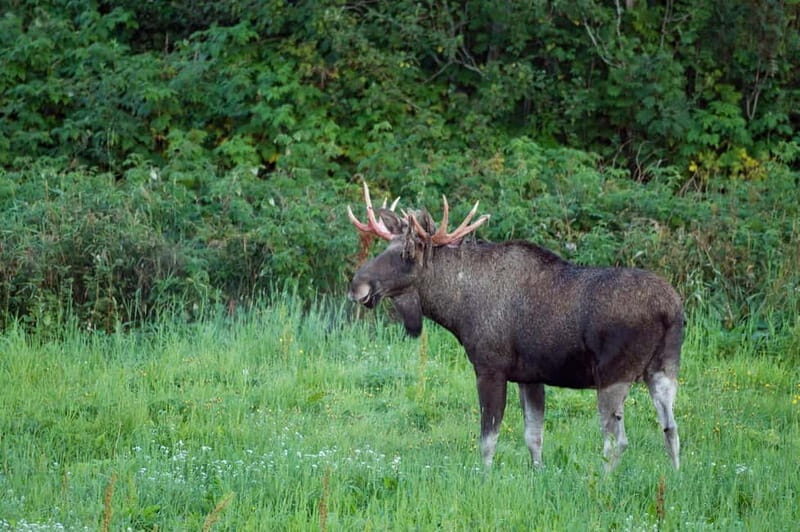 Bodø: Moose Safari Tour - Discovering the Bodø Moose Safari Tour