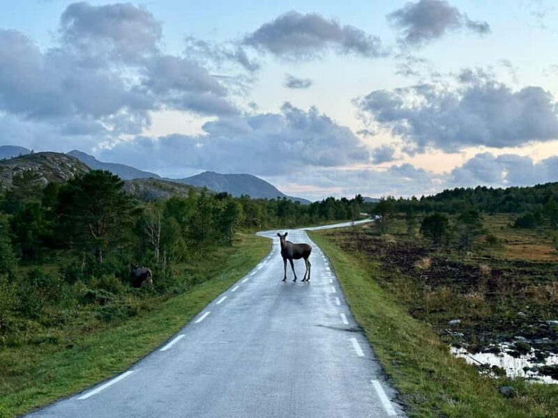 Bodø: Northern Norway Moose Safari - Bodø: Northern Norway Moose Safari – An Authentic Wildlife Experience