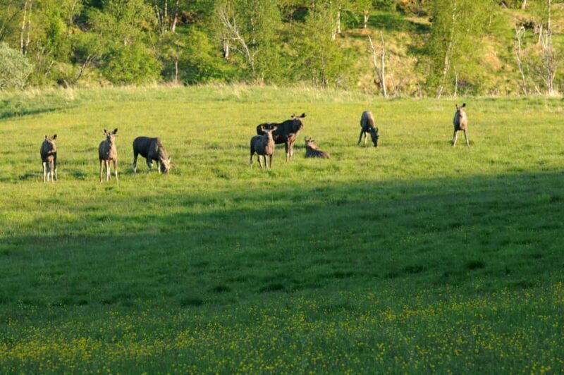 Bodø: Northern Norway Moose Safari - What’s Included and How It Works