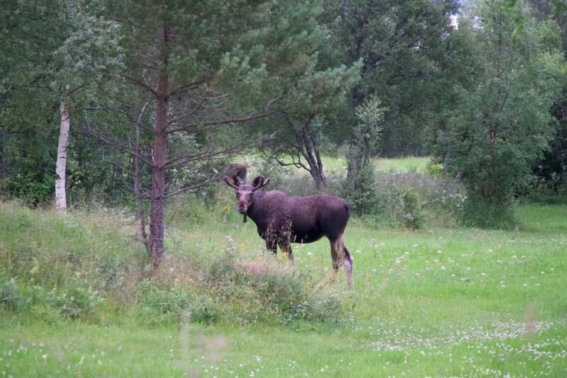 Bodø: Northern Norway Moose Safari - Practical Details and Tips