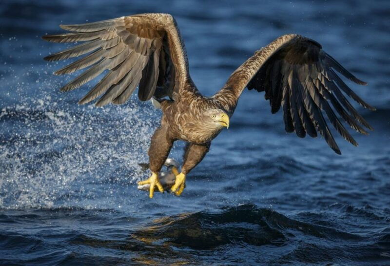bodo-saltstraumen-sea-eagle-trip-by-rib